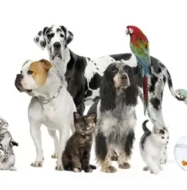 Euthanasia of pets in the owner's home