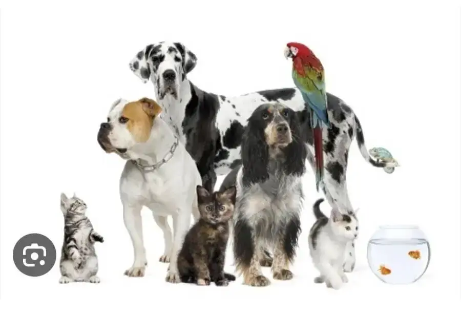 Euthanasia of pets in the owner's home