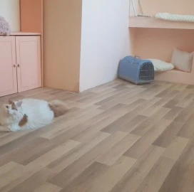 Отель для кошек в Пловдиве