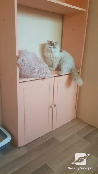 Отель для кошек в Пловдиве