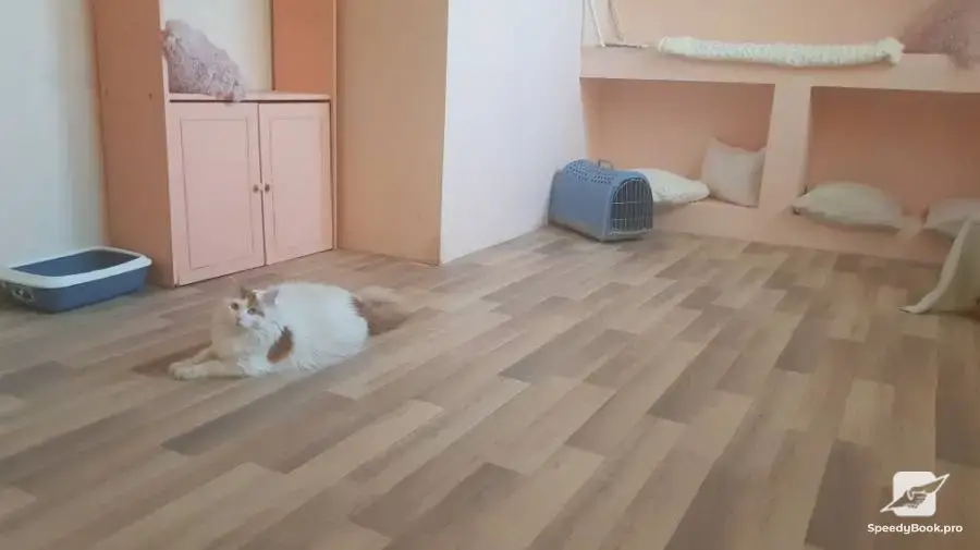 Хотел за котки в Пловдив
