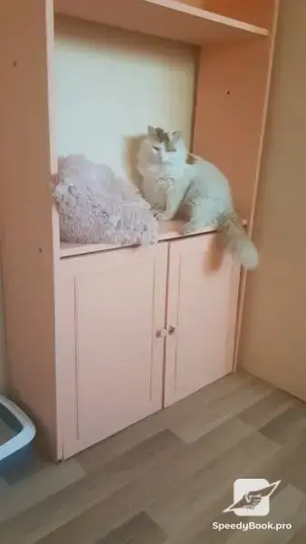 Hotel for cats in Plovdiv