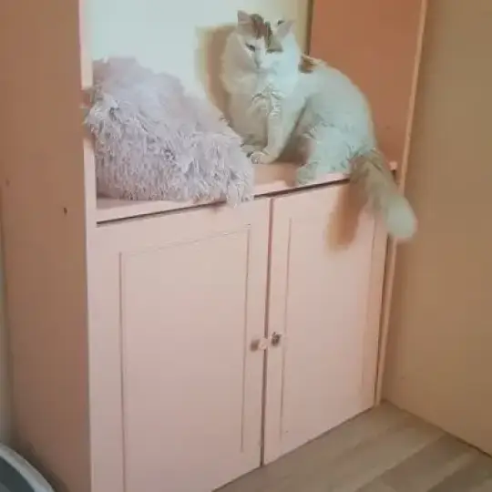 Отель для кошек в Пловдиве