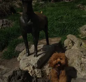 Dog walking, pet sitting at address and flowers etc.