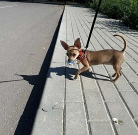Разхождане на кучета, гледане на домашни любимци на адрес и цветя и др