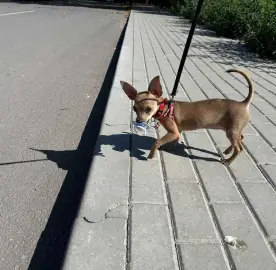 Dog walking, pet sitting at address and flowers etc.
