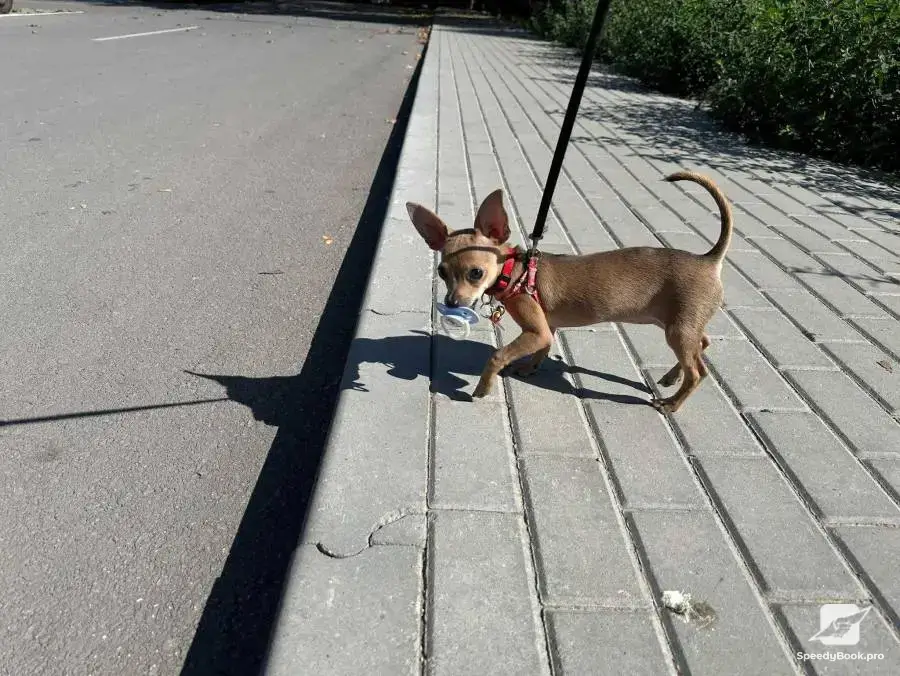 Разхождане на кучета, гледане на домашни любимци на адрес и цветя и др