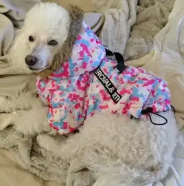 Watching dogs in the home environment