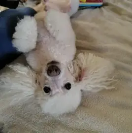 Watching dogs in the home environment