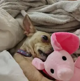 Watching dogs in the home environment
