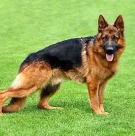 Dog training