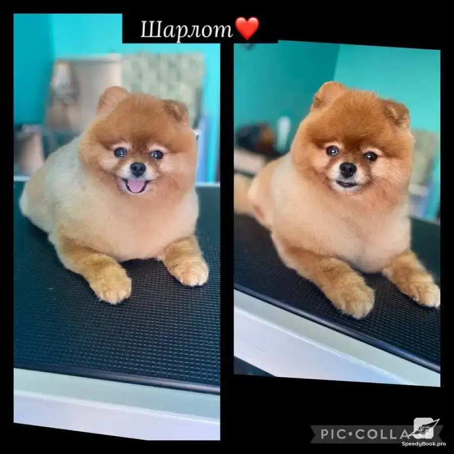 Grooming salon Plovdiv
