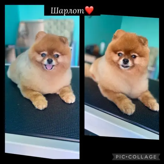 Груминг салон Пловдив