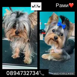 Grooming salon Plovdiv