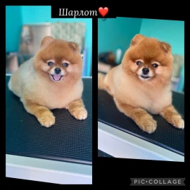 Груминг салон Пловдив