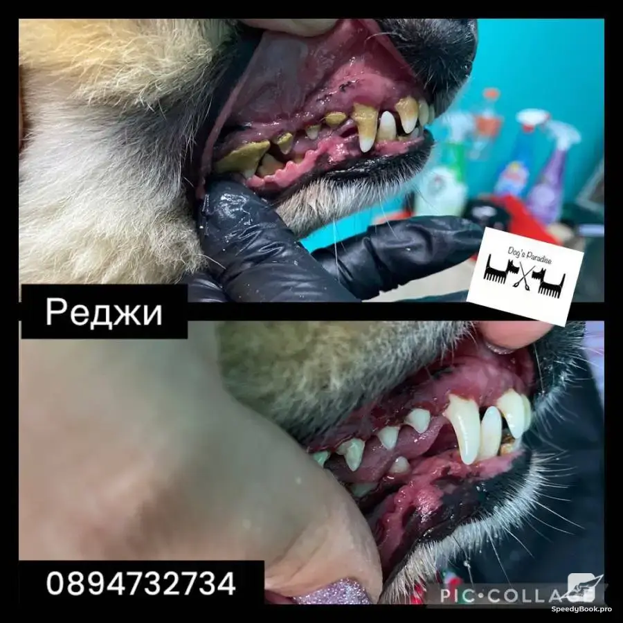 Груминг салон гр.Пловдив