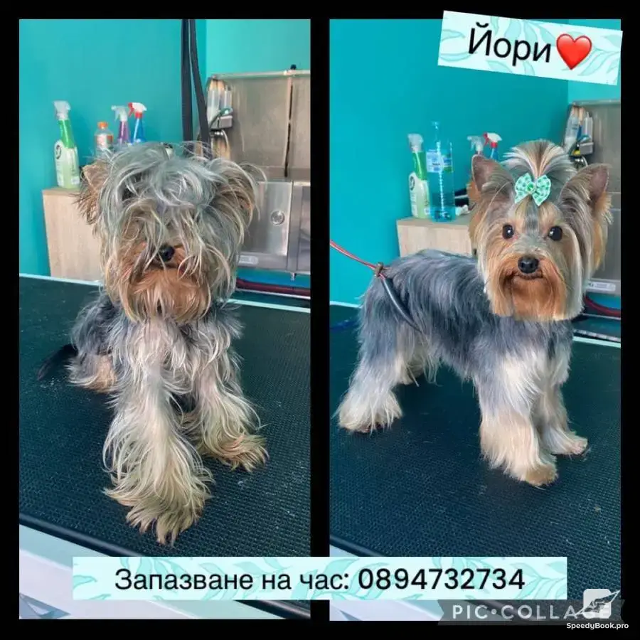 Груминг салон гр.Пловдив