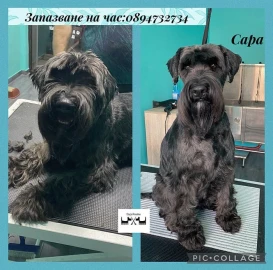 Груминг салон Пловдив