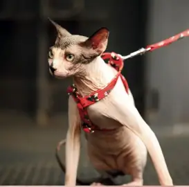 Production of leashes for pets