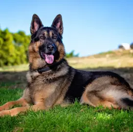 Dog walking and care for dogs and other pets