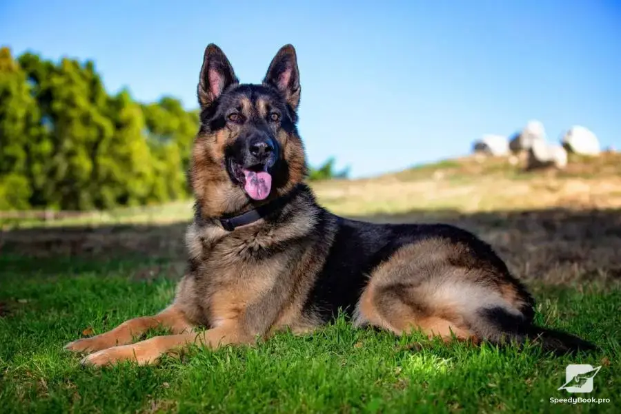 Dog walking and care for dogs and other pets