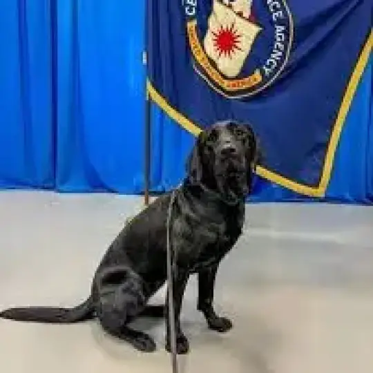 Выгул собак