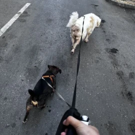 Разходка на кучета