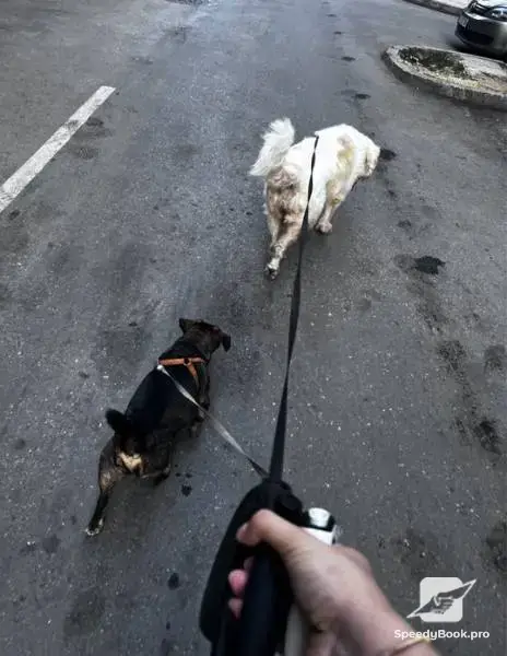 Разходка на кучета
