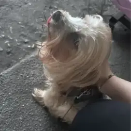 Walk the dogs