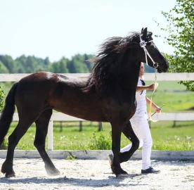 Frisian kone for photo shoots