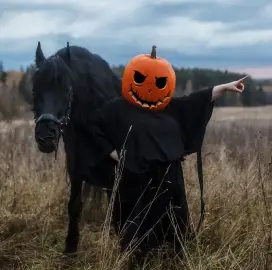 Фризийски коне за фотосесии