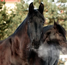 Frisian kone for photo shoots