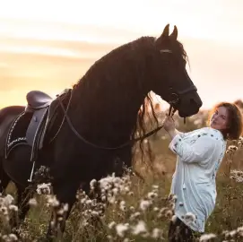 Фризийски коне за фотосесии