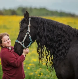 Frisian kone for photo shoots