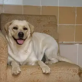 Dog Hotel and Labrador Kennel