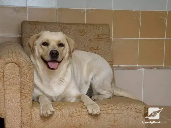 Dog Hotel and Labrador Kennel