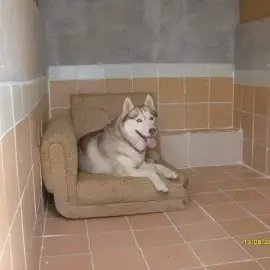 Dog Hotel and Labrador Kennel
