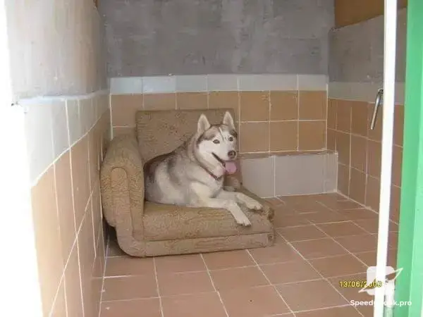 Dog Hotel and Labrador Kennel
