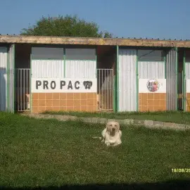 Dog Hotel and Labrador Kennel