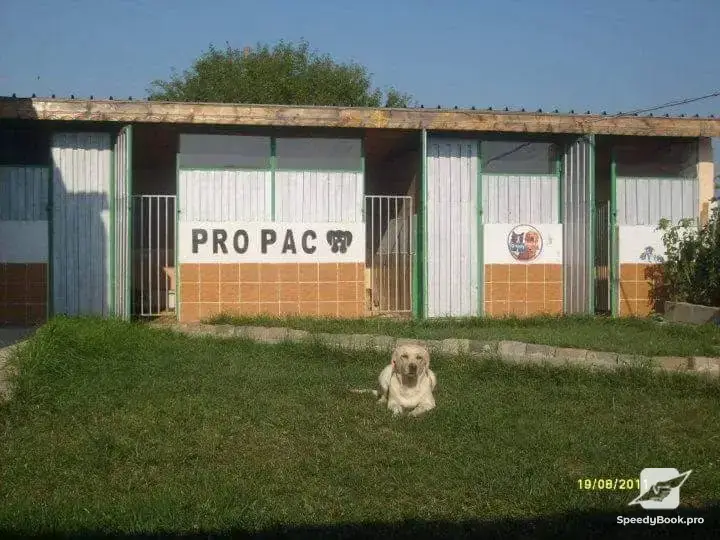 Dog Hotel and Labrador Kennel