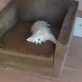 Dog Hotel and Labrador Kennel