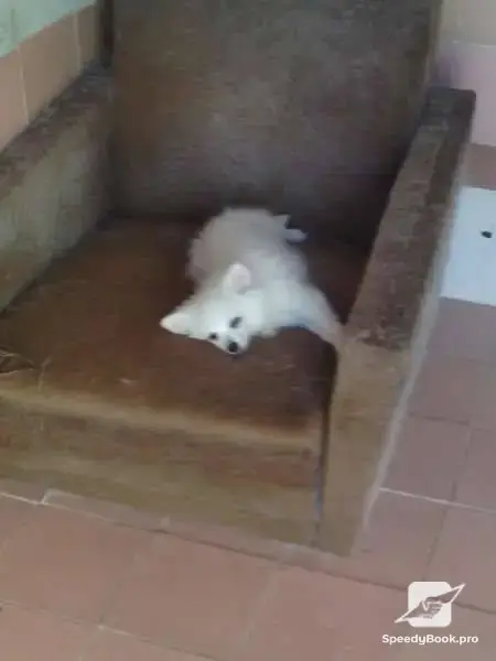 Dog Hotel and Labrador Kennel