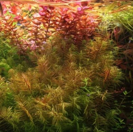 Maintenance of aquariums