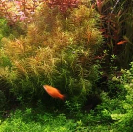 Maintenance of aquariums