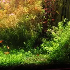 Maintenance of aquariums