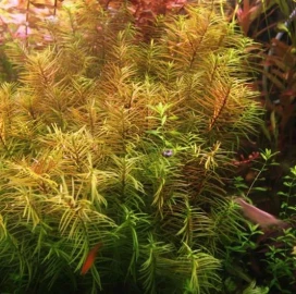 Maintenance of aquariums