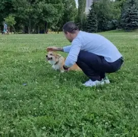Walk Training Raising Dogs