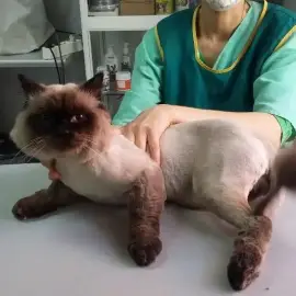 Pet grooming Burgas , grooming of dogs and cats
