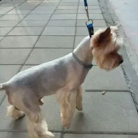 Pet grooming Burgas , grooming of dogs and cats