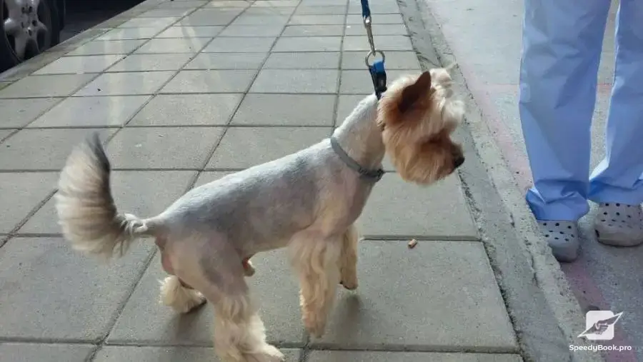 Pet grooming Burgas , grooming of dogs and cats